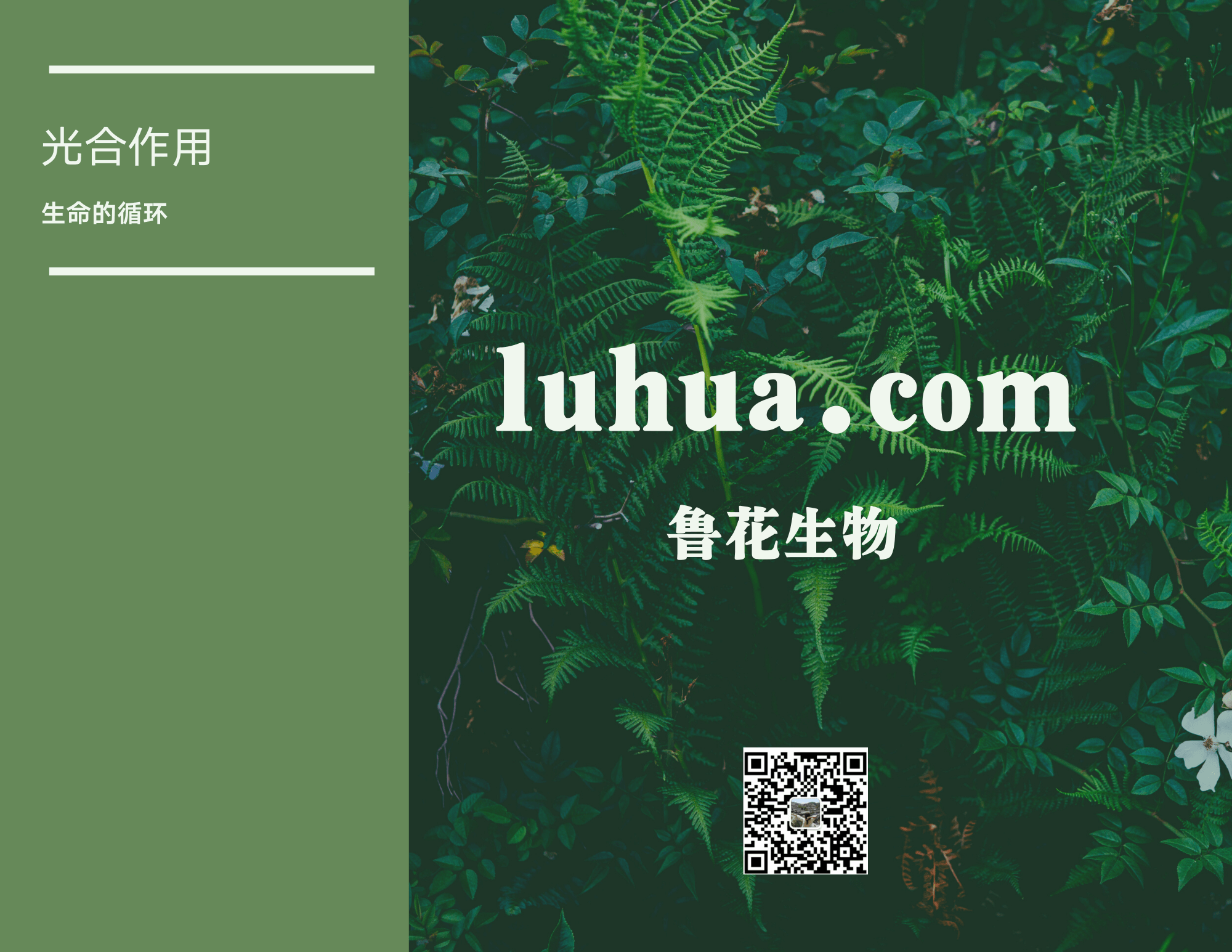 luhua.com